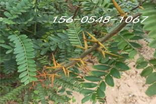    供应皂角树8公分-10公分-皂角12-14公分秋季大量出圃