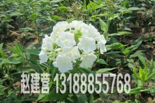 青州宿根花卉种植基地