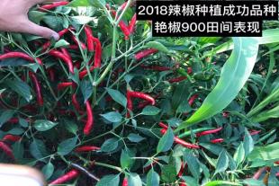 艳椒900种植