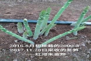 曹县芦笋苗种植基地