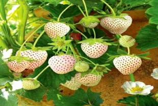 山东草莓苗批发价格