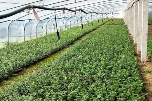 山东蓝莓苗种植基地