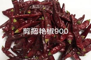 山东艳椒900种植