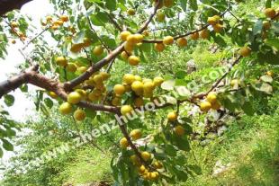泰安杏树苗种植基地
