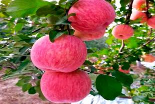 泰安种植苹果生态园种植基地