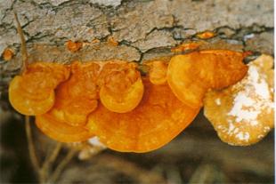 中山红栓菌，回收价2300一斤  贵州剑河县：滑子菇实现反季节种植 即将进入丰产期