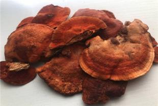 丽水红栓菌，回收价2300一斤  山东：济南市章丘区草莓架下种猴头菇 全面提升立体种植经济效益