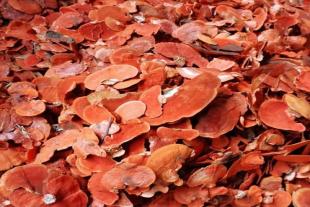 克拉玛依红栓菌，回收价2300一斤  鲁东大学食用菌专家团队：推广樱桃林下栽培大球盖菇技术