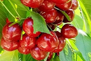 山东矮化樱桃树苗种植价格