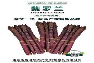 山东紫芦笋种子销售价格